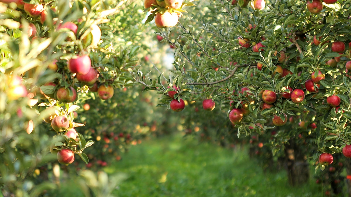 Manzanas maduras listas para la cosecha