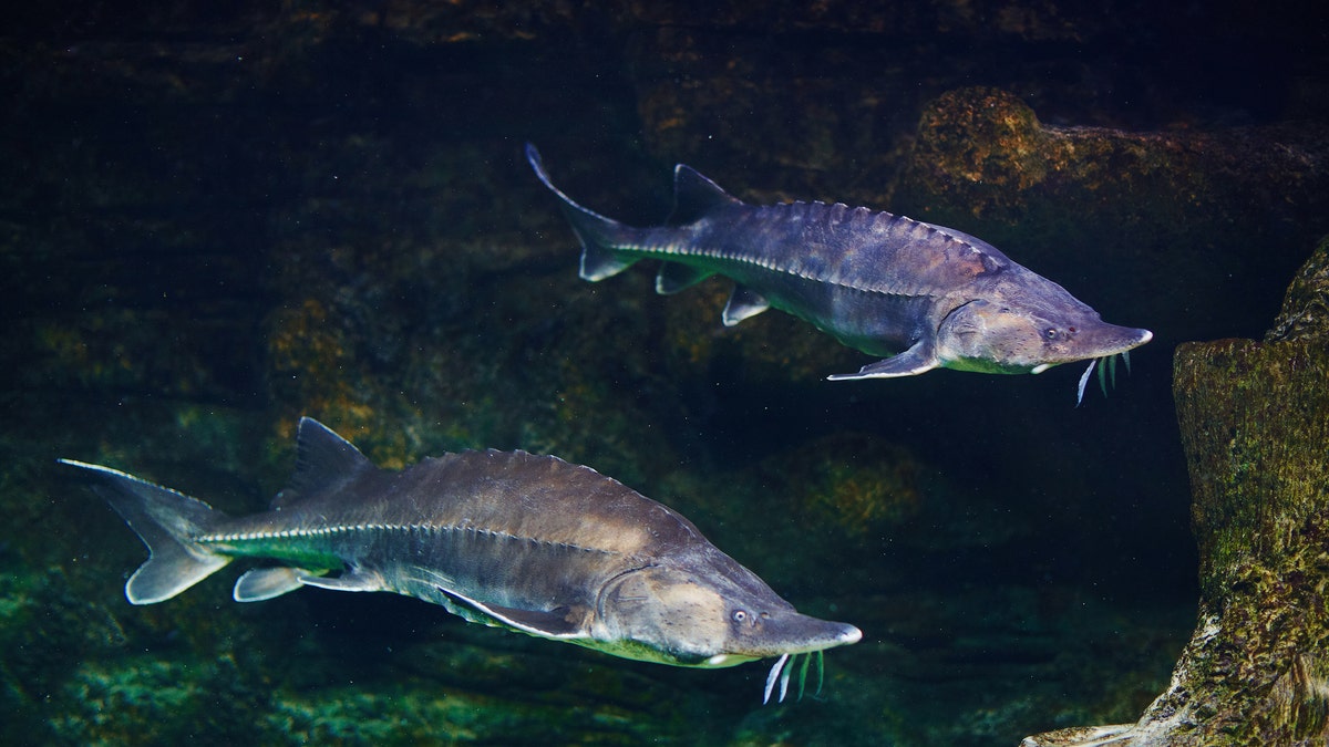 Esturión vivo en acuario