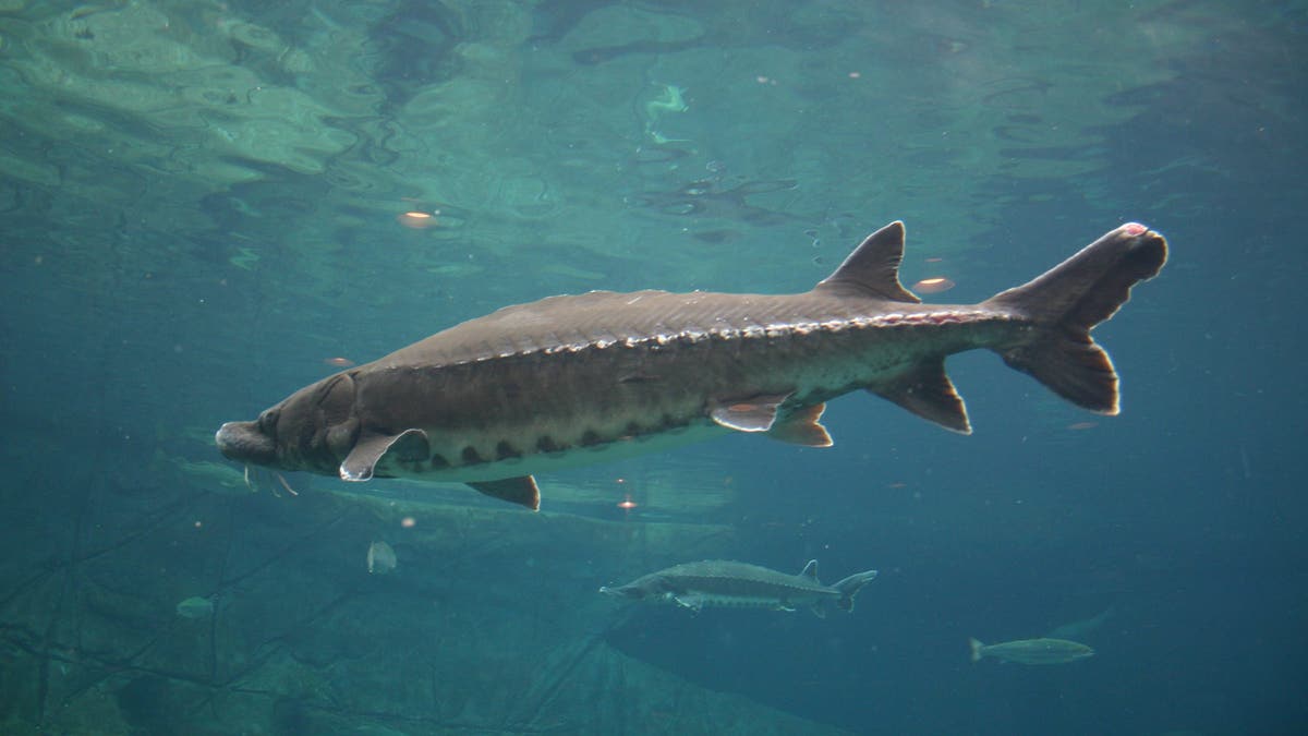 lake sturgeon 