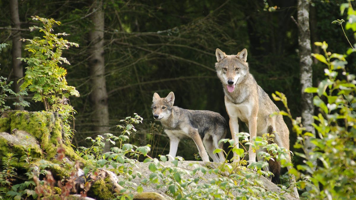 Ranchers in Colorado demand eradication of wolves