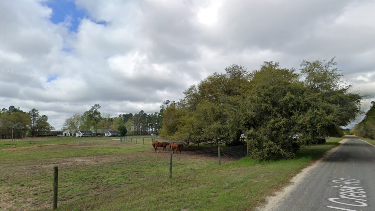 Caballos en Steel Creek Plantation