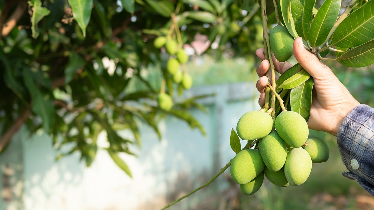 Mango tree