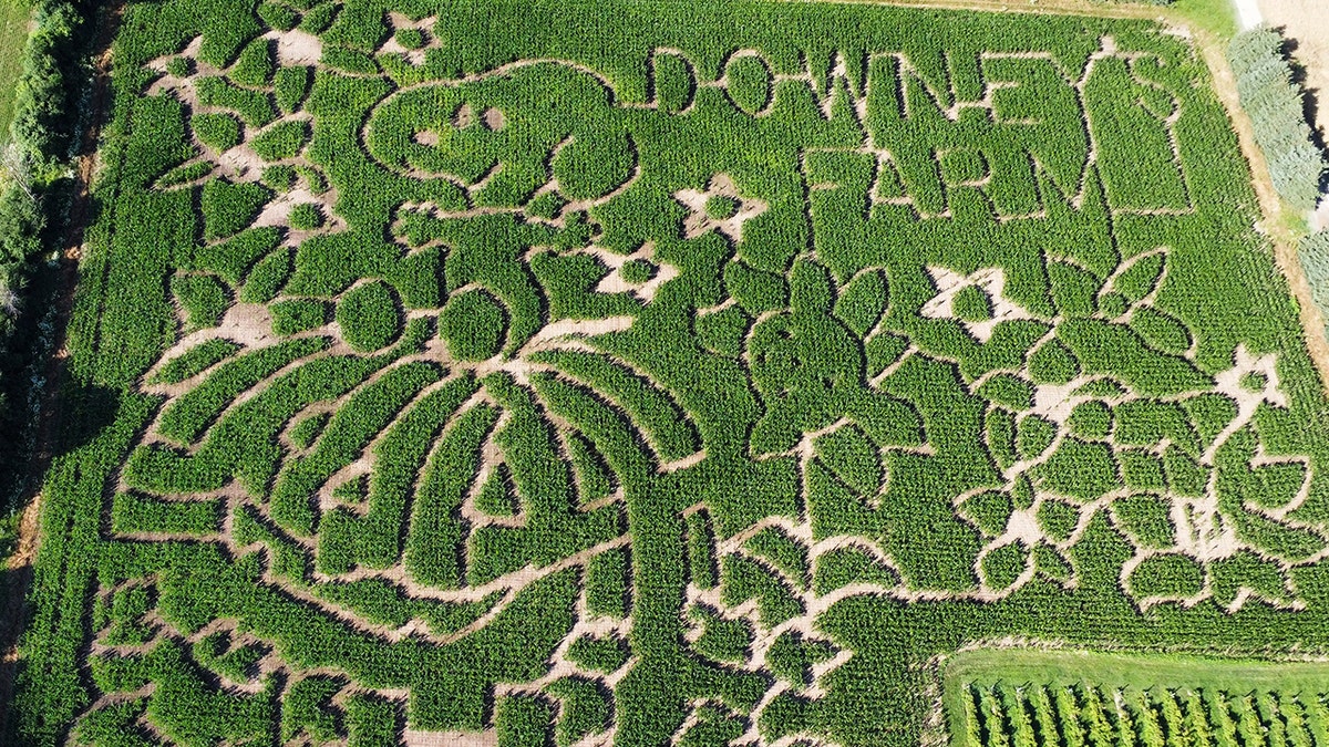 Laberinto de maíz en Ontario