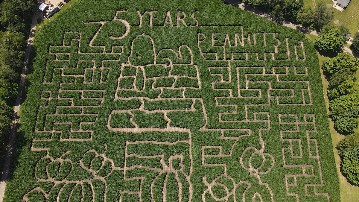 Michigan Corn Maze