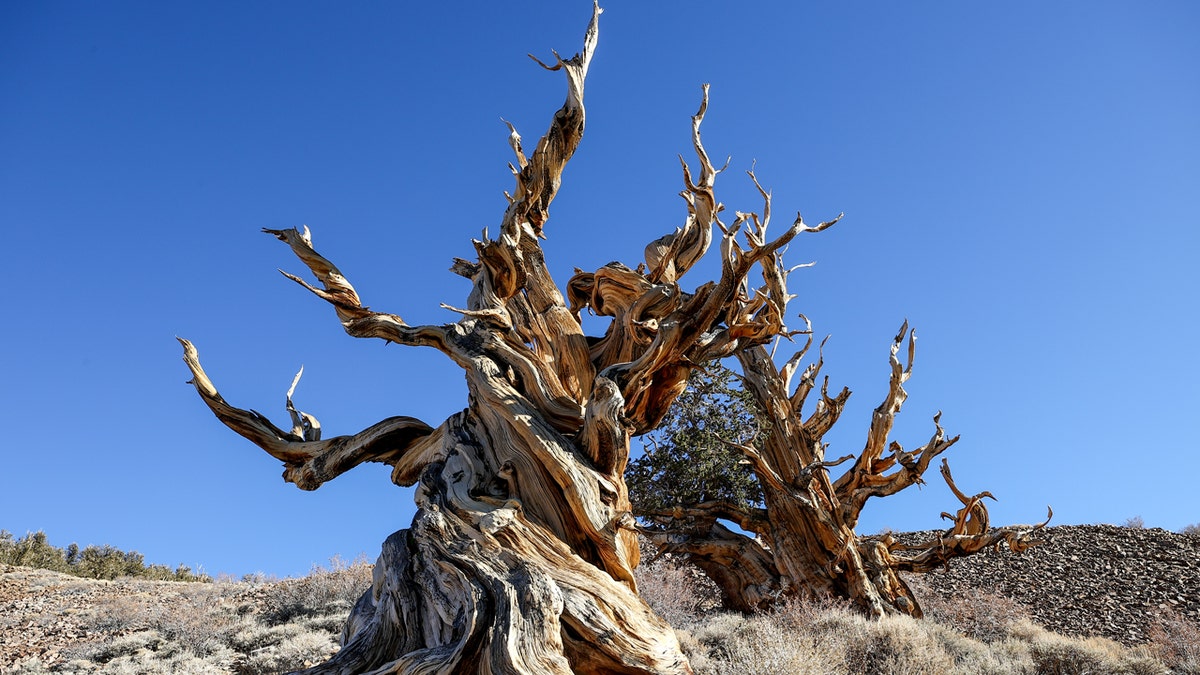 Pino Bristlecone en el condado de Inyo