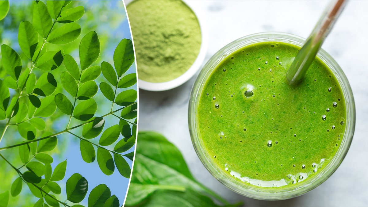 A Moringa plant and a green smoothie