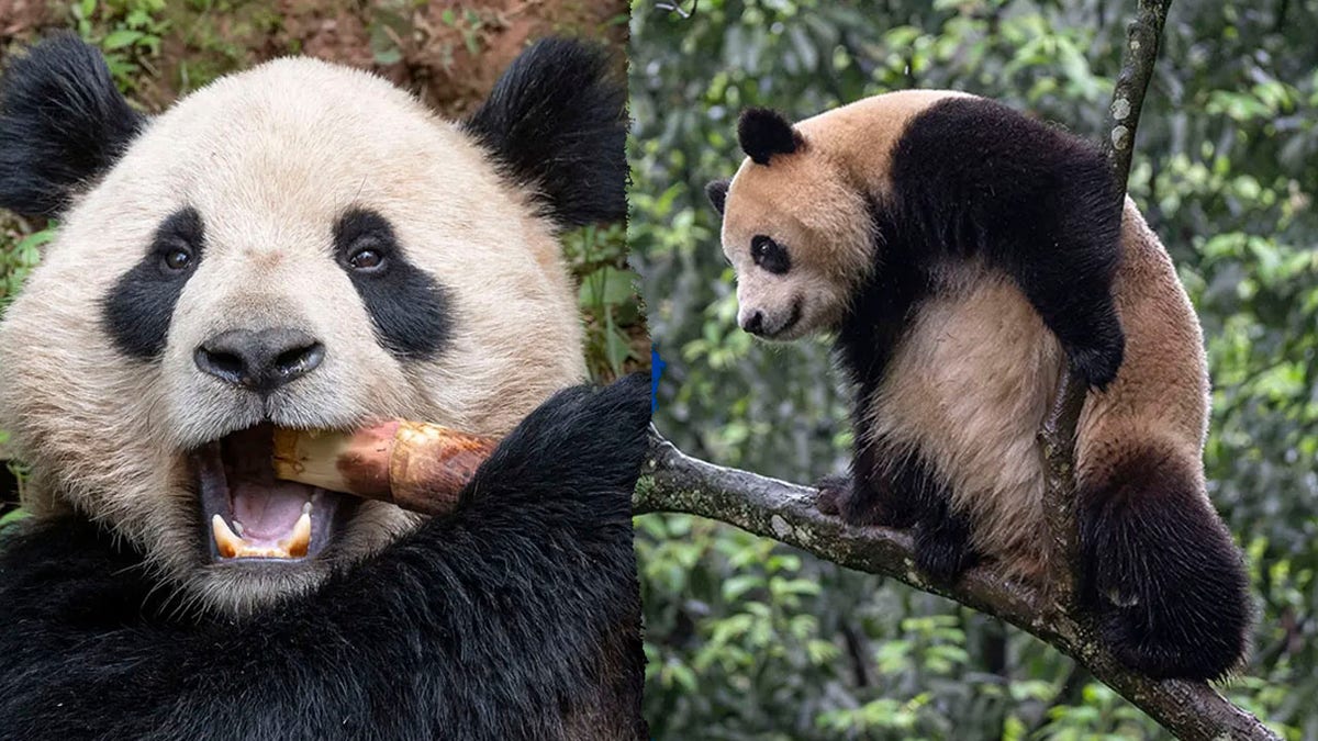 Pandas gigantes