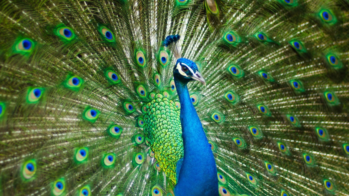 Un pavo real azul y verde