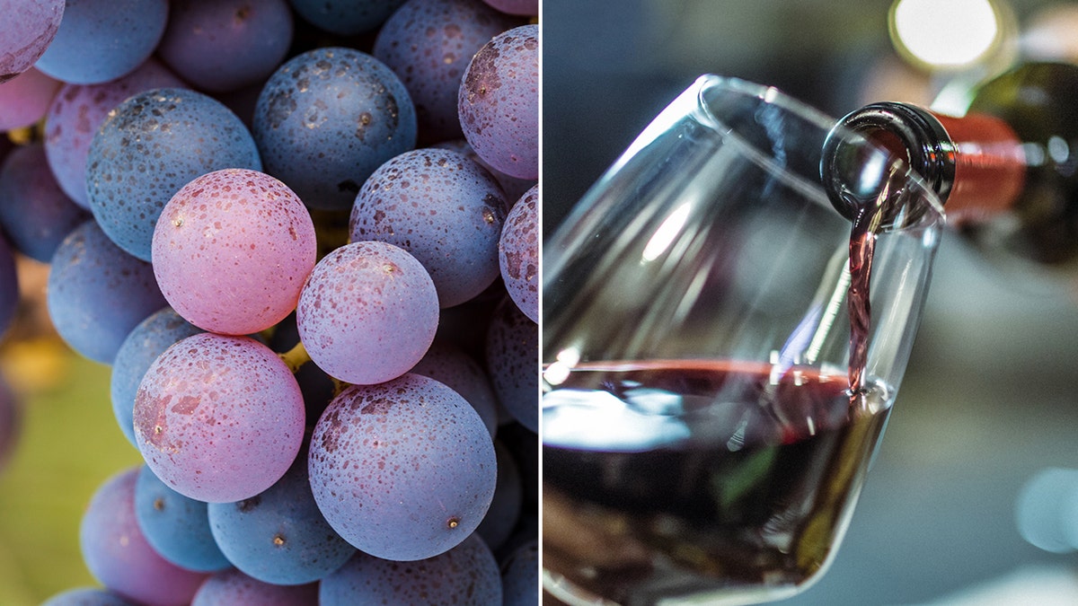 Close-up of Pinot Noir grapes in a vineyard. They are used to produce red wine.