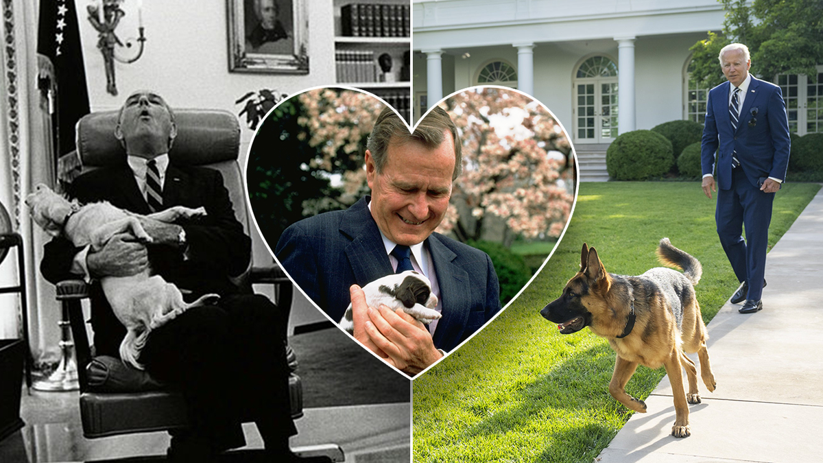 Separate Bilder der Präsidenten Johnson, Bush und Biden mit ihren Hunden