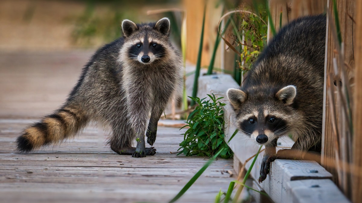 Two raccoons 