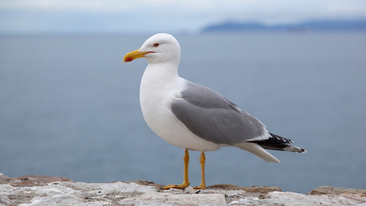 Seagull perched