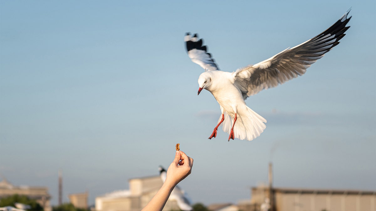 Oiseau saisissant de la nourriture de la main