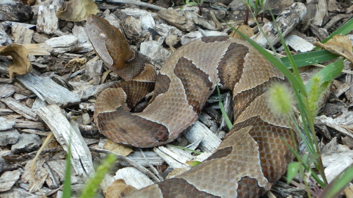 cobra cabeça de cobre na natureza