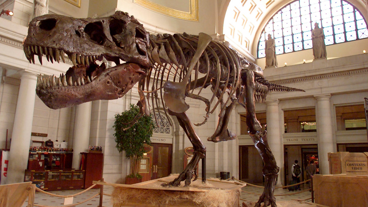 T-Rex skeleton