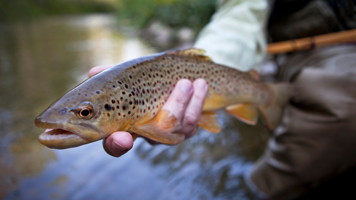 ikan trout yang ditangkap di Georgia