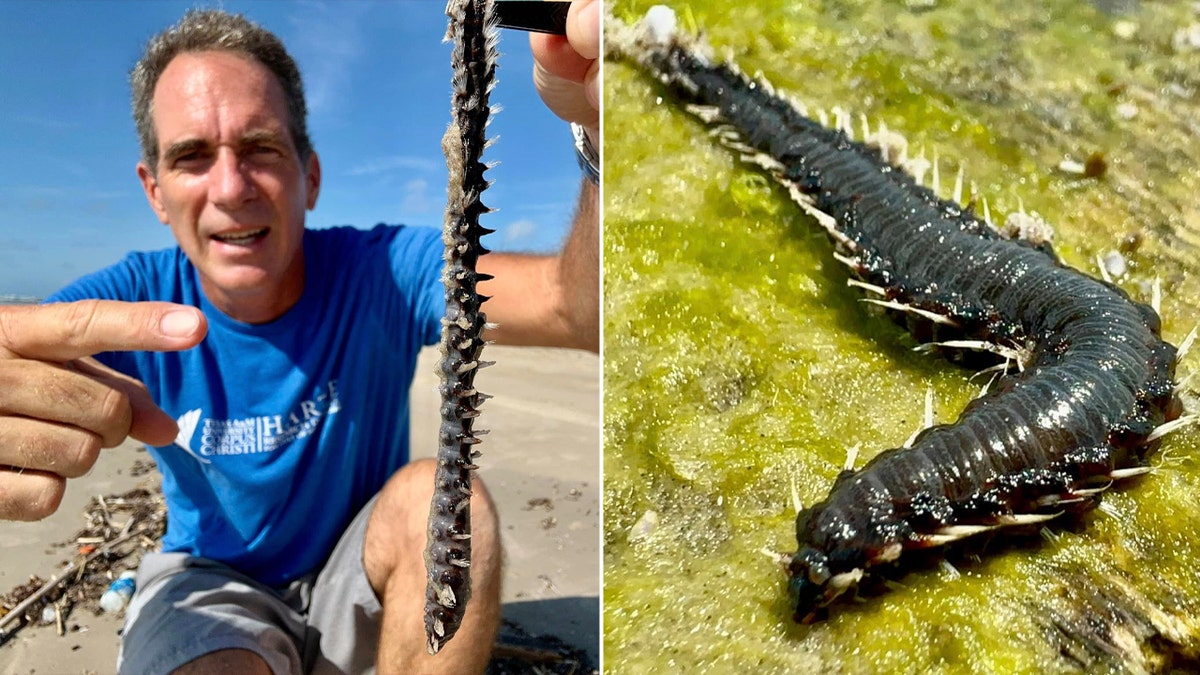 venom filled fireworm foudn in Texas