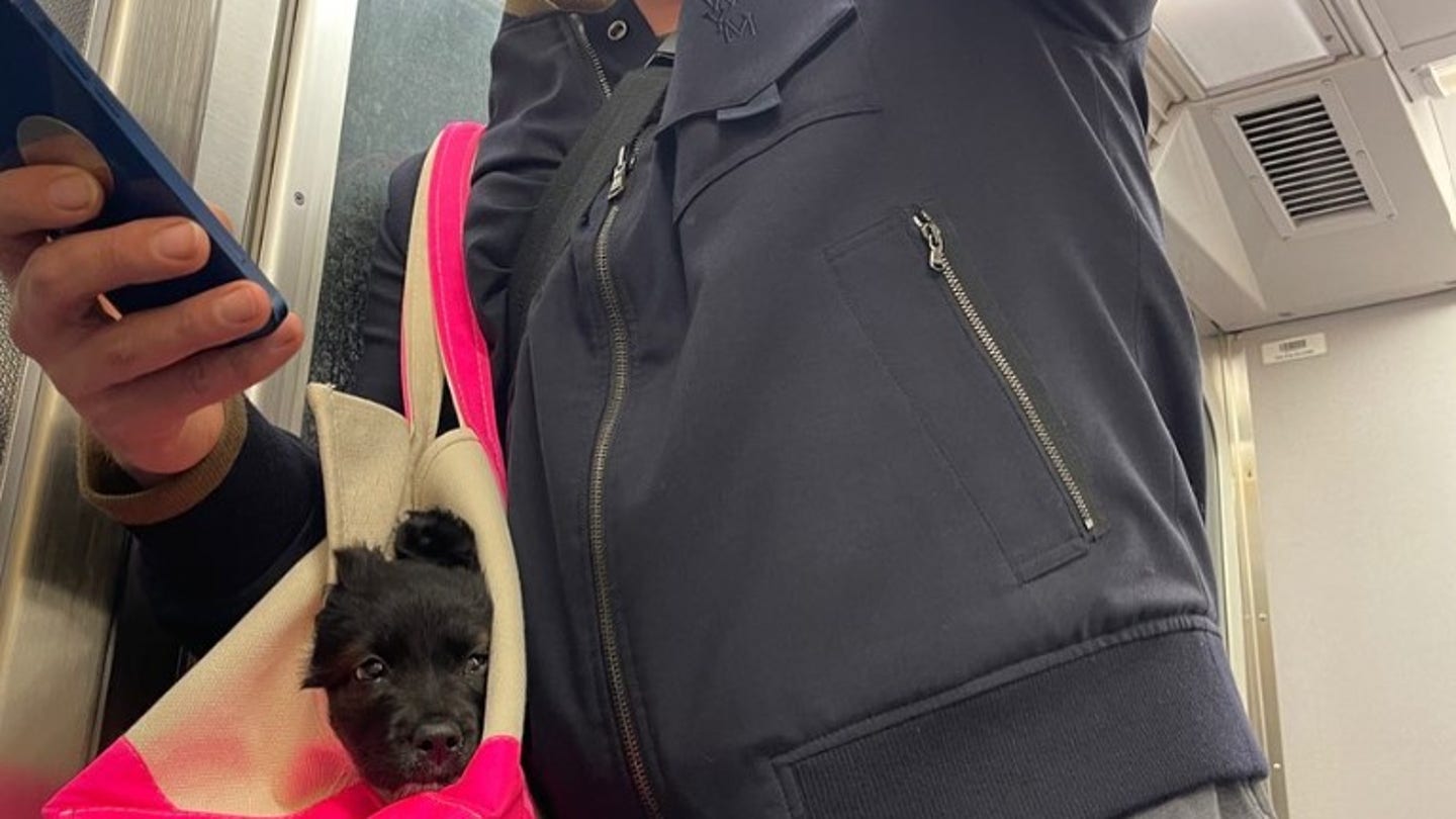 Lily Allen Faces Backlash for Returning Puppy to Shelter After Passport Incident