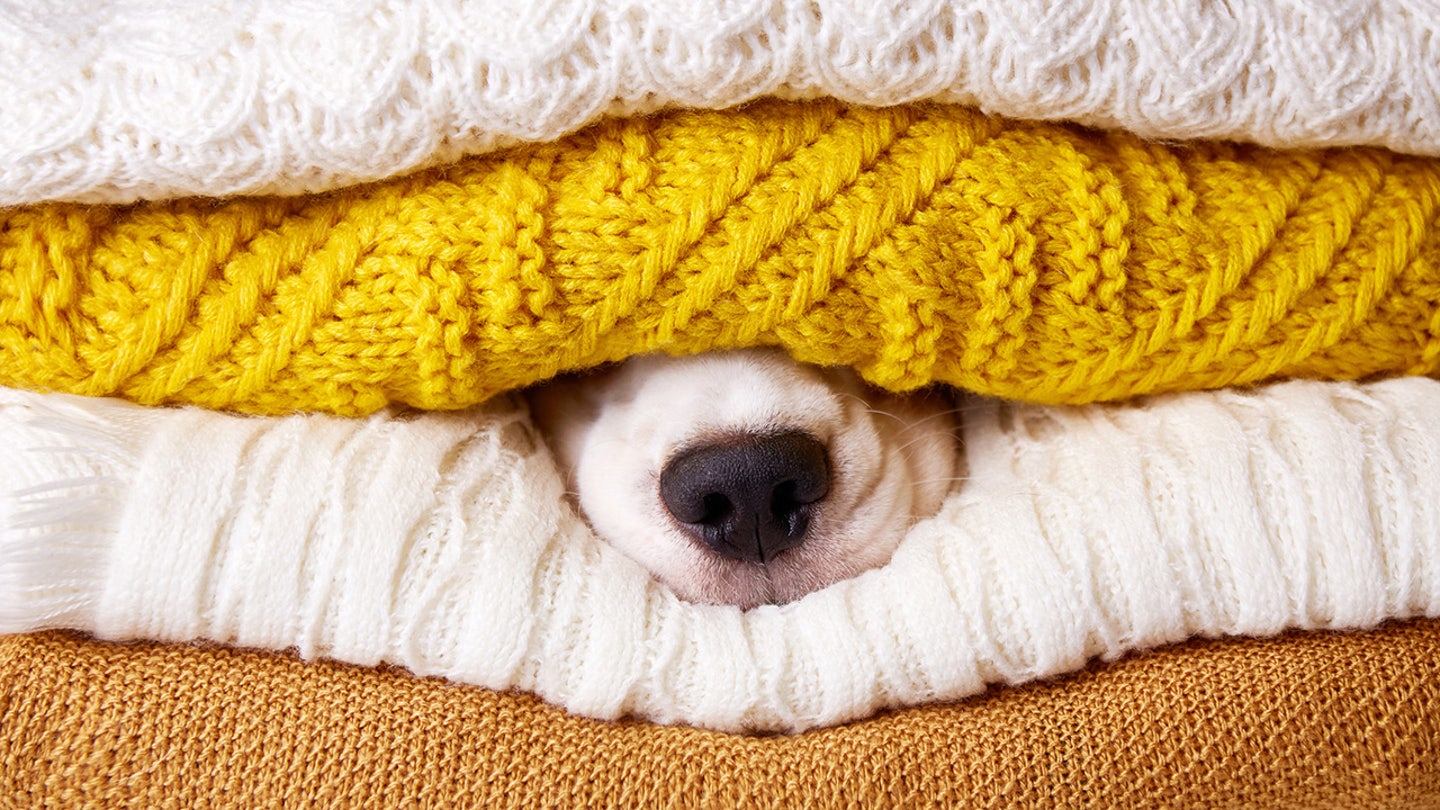 Snuggle Up This Fall: A Guide to the Best Cozy Blankets