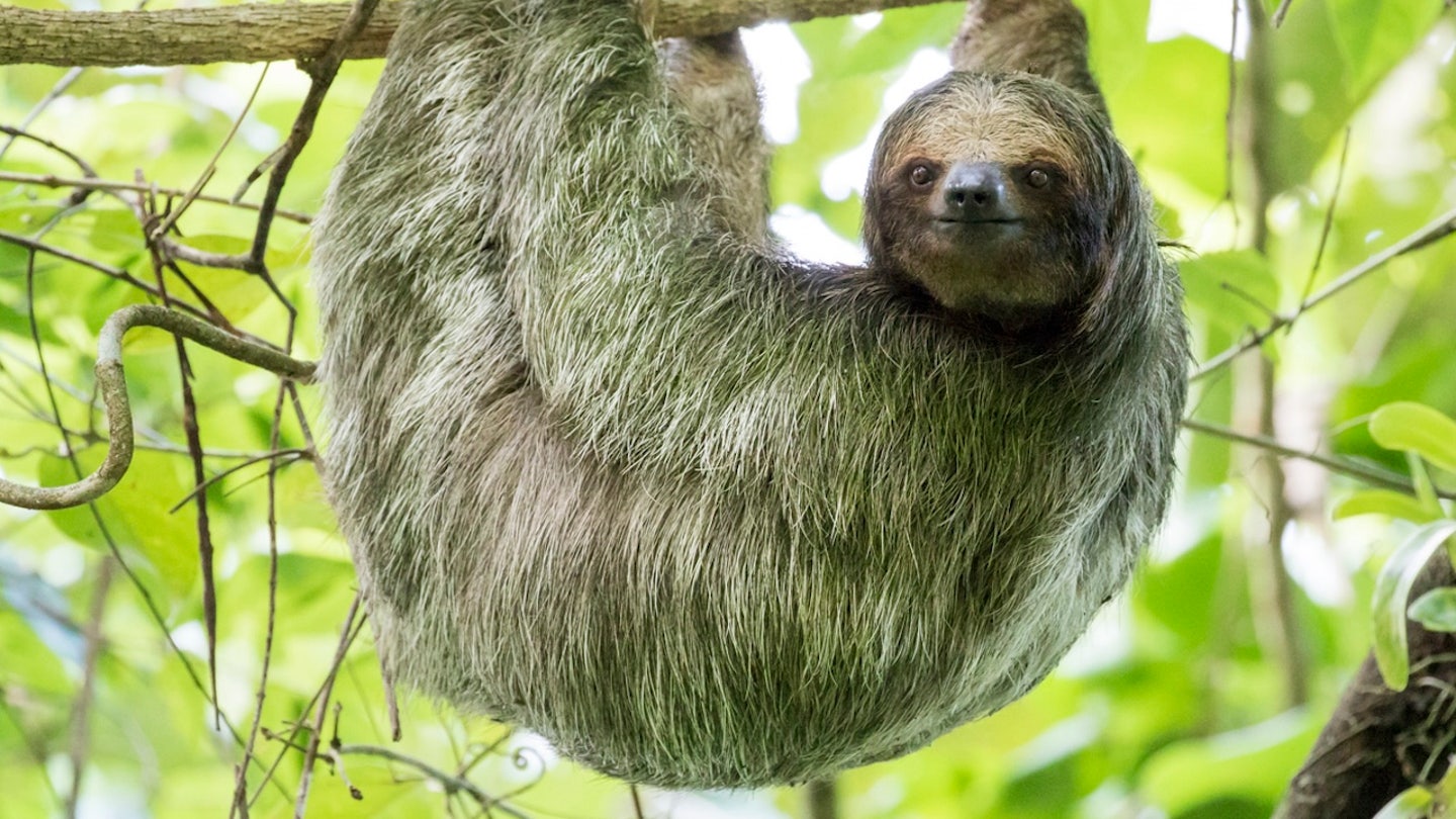 three toed sloth