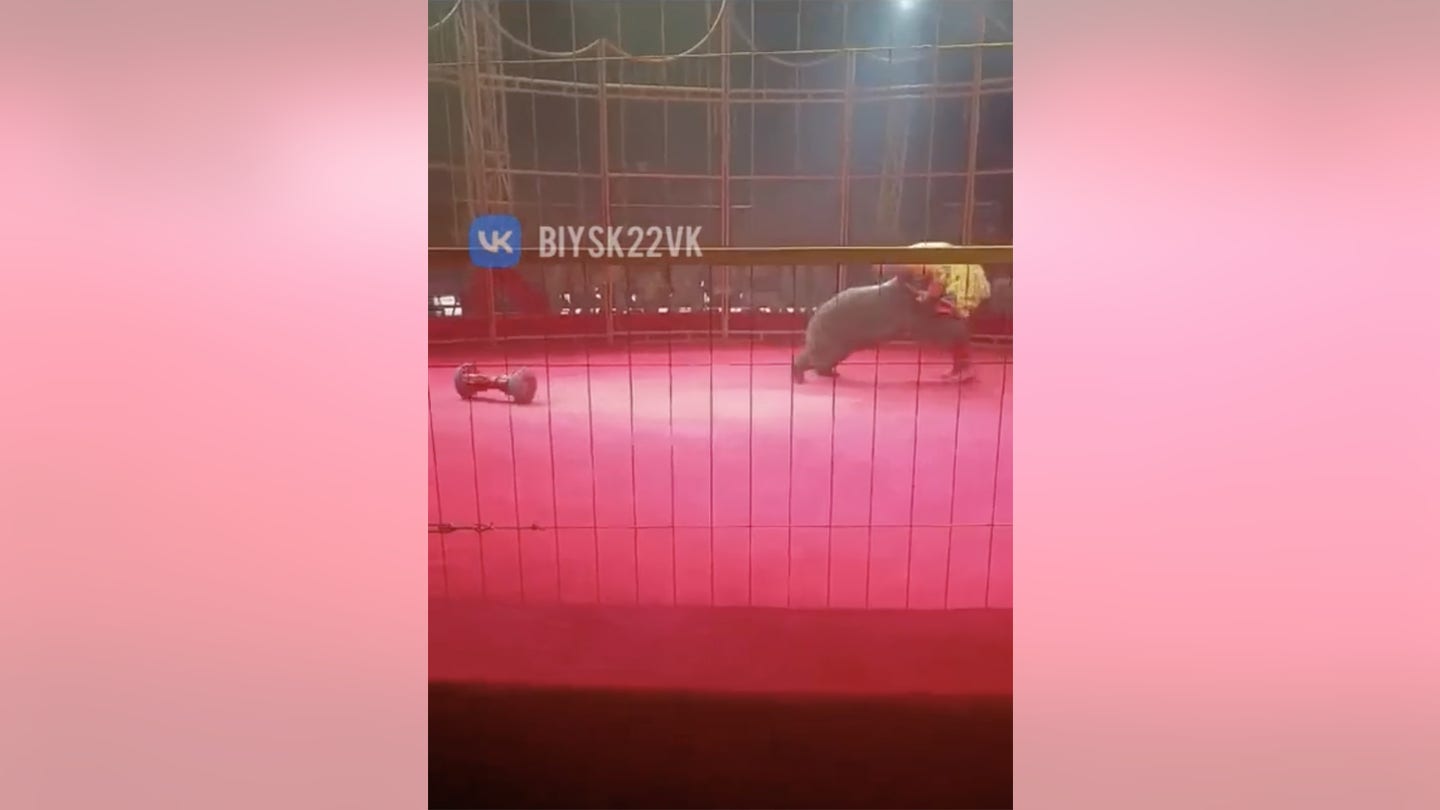 Circus Bear Attacks Trainer in Front of Live Audience