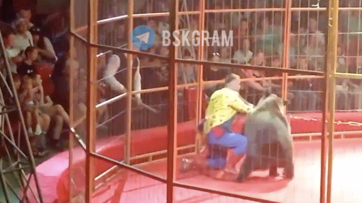 Circus Bear Attacks Trainer in Front of Live Audience