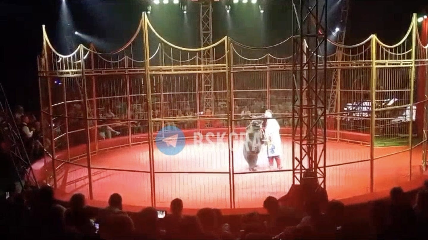 Circus Bear Attacks Trainer in Front of Live Audience