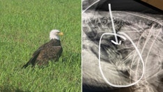 Bald eagle believed to be injured in Missouri was just ‘too fat to fly,’ wildlife officials say