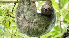 'Zika-like' mosquito-borne virus has spread into Europe, health officials warn