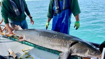 Michigan officials reel in record 125-pound prehistoric fish stretching 6-plus feet long