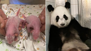 Historical Birth: 19-Year-Old Panda Mom Welcomes Twins in Hong Kong