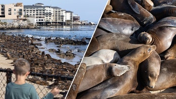 Sea lions caught on camera overtaking popular California beach in droves, closing it to public 'indefinitely'