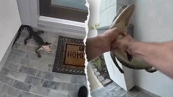 SEE IT: Texas cop wrangles live alligator on doorstep with bare hands caught on camera: 'You're a hero!'