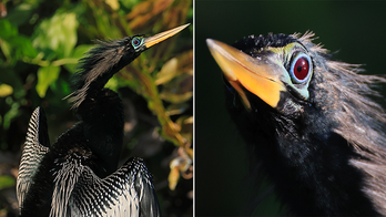 Maine residents report rare 'devil bird' sightings