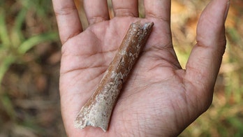 Arm bone of small ‘hobbit’ human that lived hundreds of thousands of years ago discovered on Indonesian island