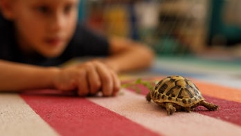 Salmonella outbreak caused by tiny turtles, CDC warns, with cases across 21 states