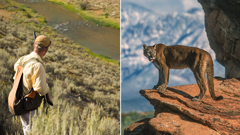 Colorado residents to vote on hunting ban of mountain lions, other wild cats