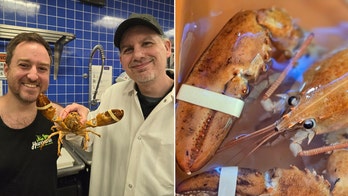 Ultra-rare '1-in-30 million' orange lobster rescued from New York supermarket is released back into wild