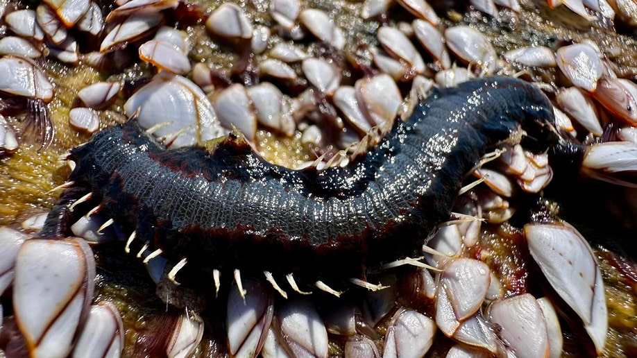 Spiky creatures wash up on Texas beach, described as 'your worst ...