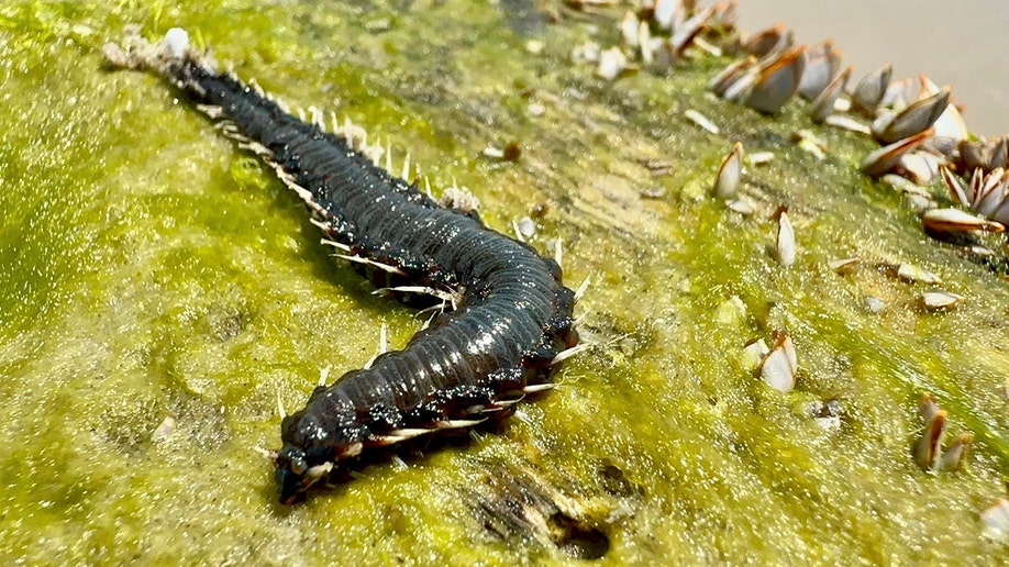 bristleworm or fireworm found in Texas