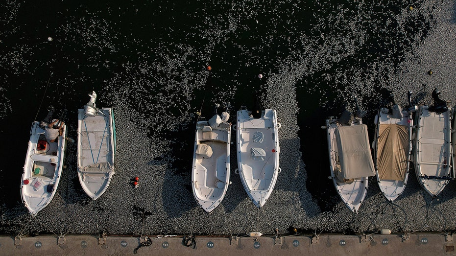 Hundreds of thousands of dead fish blanket Greek tourist port after flooding