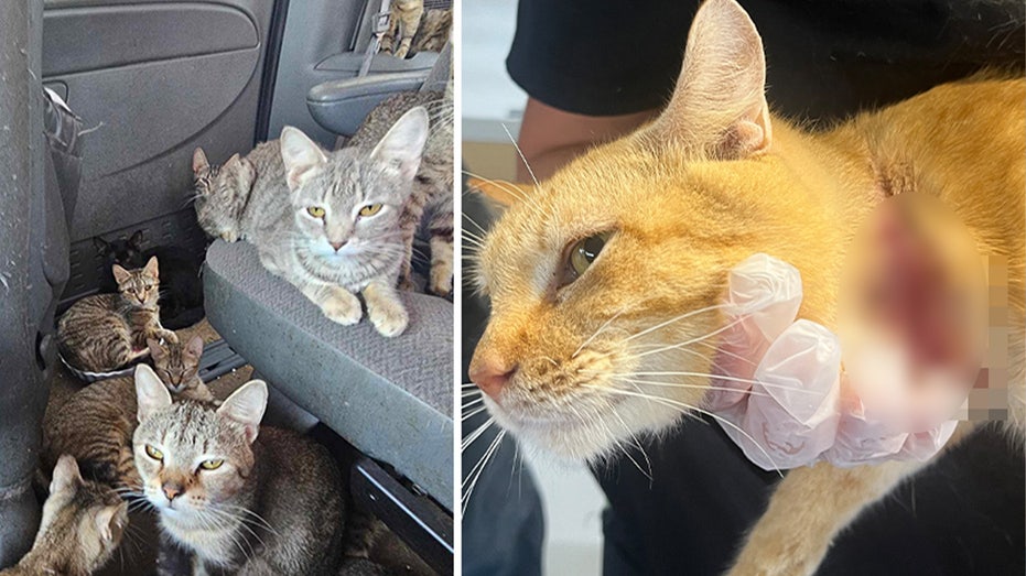 Dozens of cats in Iowa rescued from van amid heat wave after living in ‘heartbreaking’ conditions