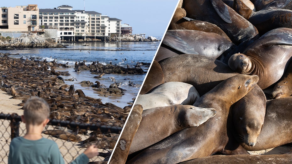 Sea lions caught on camera overtaking popular California beach in droves, closing it to public ‘indefinitely’