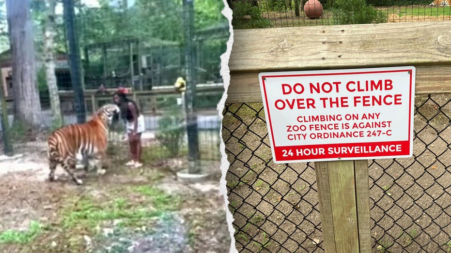 New Jersey woman climbs into zoo enclosure, ‘enticed tiger,’ is nearly bitten: video