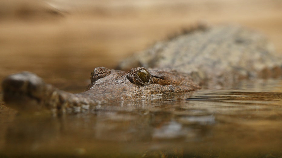 Crocodiles baited with ‘nausea-inducing chemical’ to prevent them from eating toxic, invasive toad