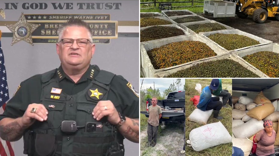 Florida sheriff blasts DC over border after illegal immigrants allegedly steal over 9K pounds of berries