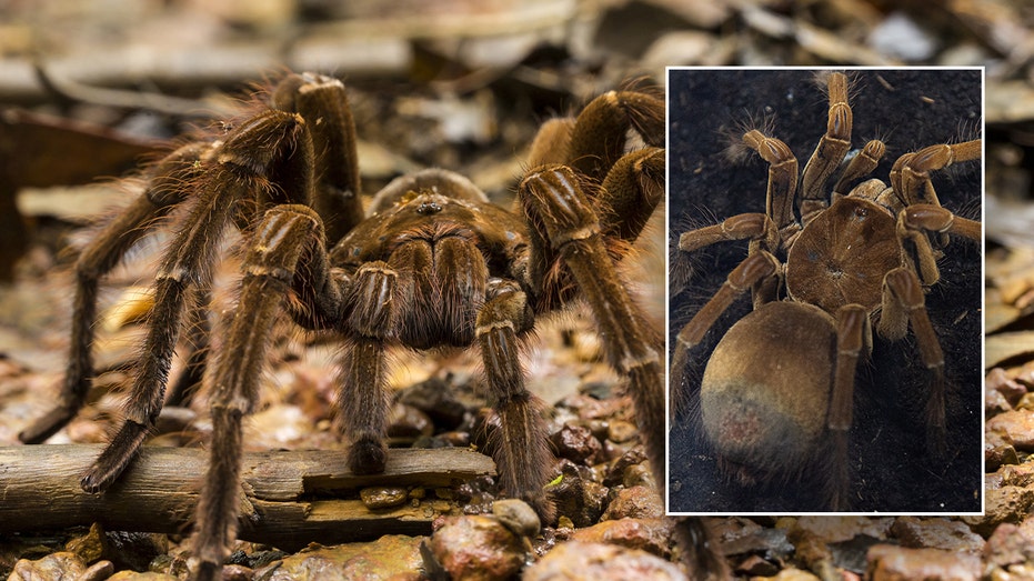 World’s biggest spider comes from northern South America, can measure as large as a dinner plate