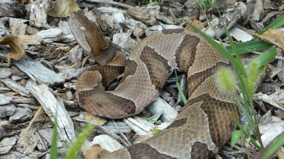 Warning from wildlife officials about venomous snake in New Jersey: ‘Never touch it’