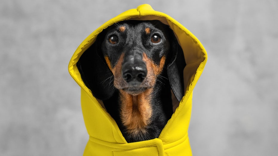 Prepare your dog for colder weather with these fall and winter pet accessories