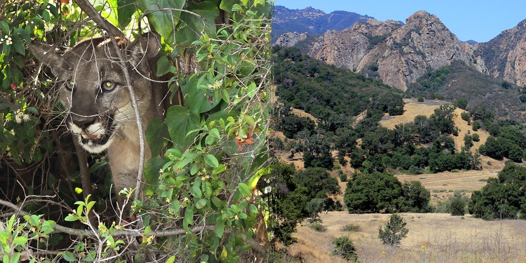 Mountain lion attacks 5-year-old picnicking with family at Southern California park